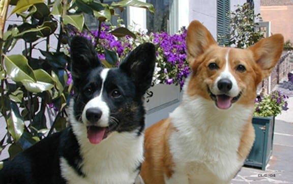 Static corgi photo