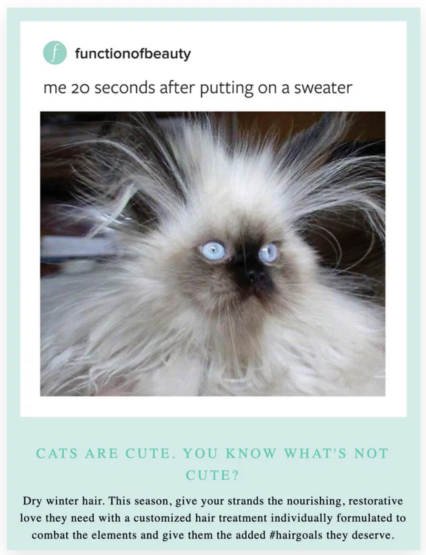 crazy hair cat pic email